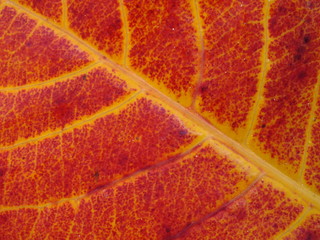Obraz premium background macro image of red leaf with yellow veins
