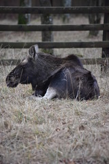 Fototapeta premium ANIMALS