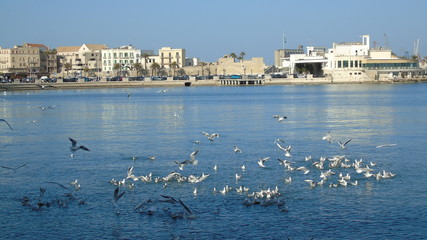 Gabbiani in mare sul lungomare di Bari città, sud Europa