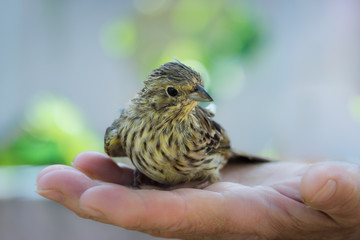 Close-up of a yellow little bird sitting on the palm of his hand.