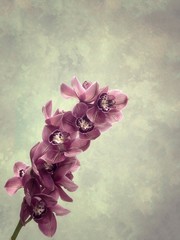 Beautiful card with magenta orchid branch