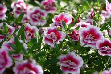 The blossoming surfinia plant with beautiful terry flowers unevenly is lit with a sunlight.