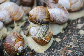 Large grape snails on wet pavement.