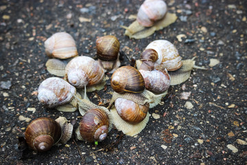 Large grape snails on wet pavement.