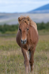 Obraz premium Icelandic brown horse walking in the wild 