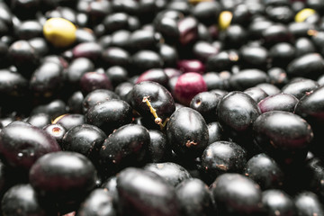 very close shot of Italian black olives freshly harvested from the field