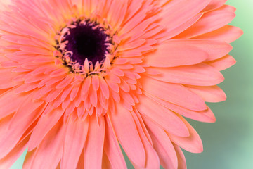 Beautiful fresh gerbera flowers with dew drops on the petals.
