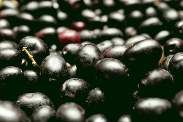 very close shot of Italian black olives freshly harvested from the field