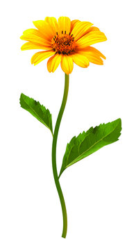 Yellow flower on a white background. Vector illustration.