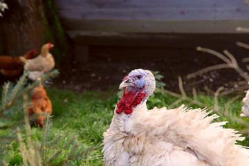 White turkey on a farm. Side view of a white turkey on a background of green grass. Close-up, horizontal, free space. Livestock concept.