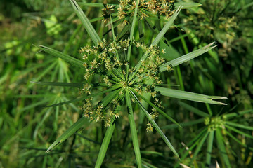 Floral background. Beautiful green natural backdrop. Blurred background of cyperus umbrellas with seeds. Water palm. Horizontal, closeup, blur, cropped shot. Wildlife concept.