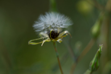 Blurred floral background. Beautiful texture of a white dandelion in the center of the frame. Green natural background. Texture of a fluffy dandelion. Horizontal, closeup, blur, cropped shot.