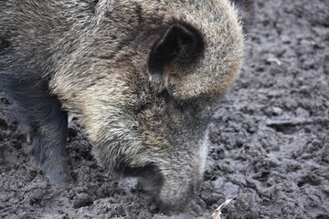 Naklejka premium ANIMALS