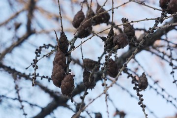 Beautiful tree with brown cones in the Park