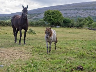 Mother horse and her grey foal on a green meadow in the Burren, County Clare, Ireland