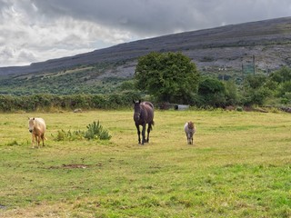 Family of horses on a green meadow in the Burren, County Clare, Ireland