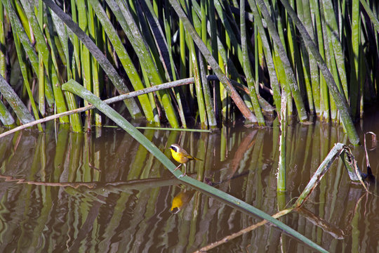 Solitary yellowthroat on blade of grass reflected in Oso Flaco Lake, California