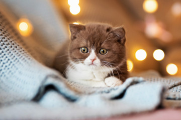 Edel - Britisch Kurzhaar Katze Kitten sehr imposant und typvoll