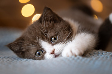 Niedliches Britisch Kurzhaar Kitten in chocolate-white