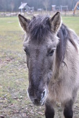 Fototapeta premium ANIMALS
