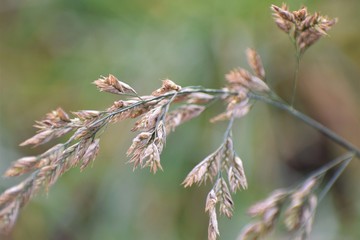 branch of tree in spring