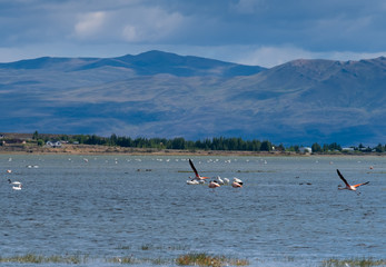 Variety of resident and migratory birds, including flamingos, along the Argentino lake front of El Calafate, Patagonia, Argentina.