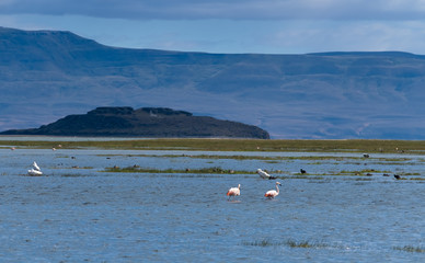 Variety of resident and migratory birds, including flamingos, along the Argentino lake front of El Calafate, Patagonia, Argentina.