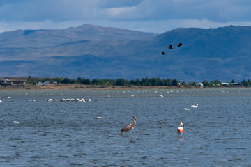 Variety of resident and migratory birds, including flamingos, along the Argentino lake front of El Calafate, Patagonia, Argentina.