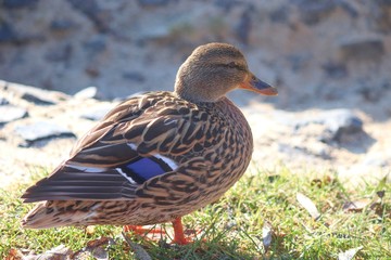 Weibchen der Stockente steht am Ufer
