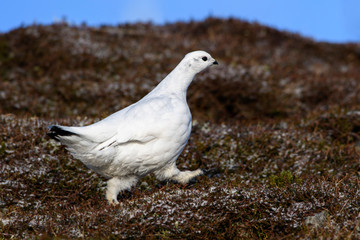 UK, Scotland, Rock ptarmigan (Lagopus muta) walking outdoors