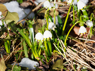(Leucojum vernum) Blüte der Frühlingsknotenblume im Schnee in den Bayerische Alpen