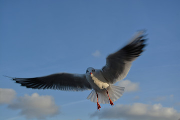Möwe 