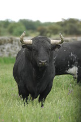 toro tauromaquia arte 