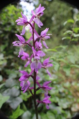 Purple Orchids
