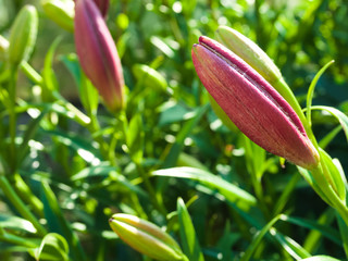 unopened Bud red Lily, in the bright sun. spring time