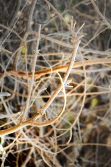 close up of a cactus