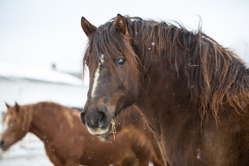 Horse portrait in winter