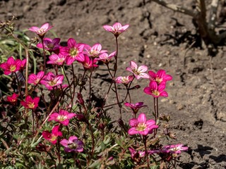 Spring flowers of red and pink closeup in the garden.