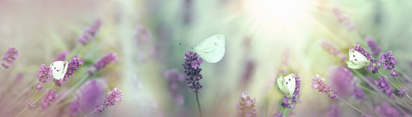 Selective focus on white butterflies in lavender garden
