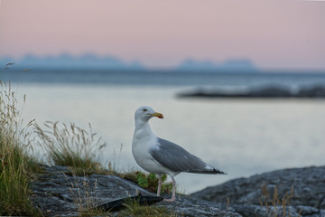Fischfang in Norwegen