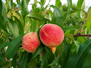 peach fruit on a branch