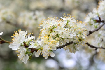 The spring blooming of fruit trees, cherry.