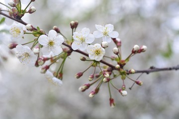 The spring blooming of fruit trees, cherry.