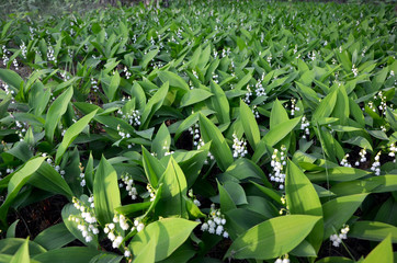  lilies of the valley in the forest natural background