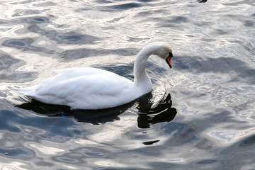 cisne