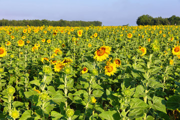 Fototapeta na wymiar Close up of sunflowers field near Valensole, Provence, France