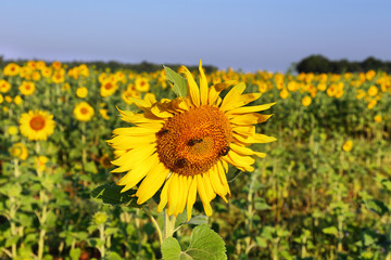 Fototapeta premium Close up of sunflowers field near Valensole, Provence, France