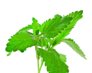 Fresh mint leaves isolated on a white background.