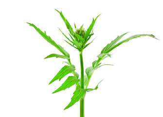Valerian herb flower sprigs isolated on a white background.