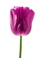 Purple tulip flower isolated on a white background.